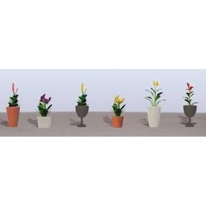 Six potted flowering plants arranged in a row against a light wall.