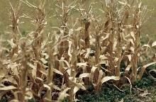 Dry cornfield with withered brown stalks and leaves in a rural setting