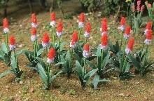 Rows of red and white flowers blooming in a garden bed