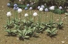 Rows of small white and pale blue flowers growing in a garden bed with green leaves.