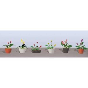 Six small potted flowers lined up on a shelf, each with colorful blooms against a plain background