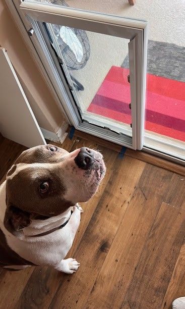 Ocala sliding glass door with seamless in-glass pet door