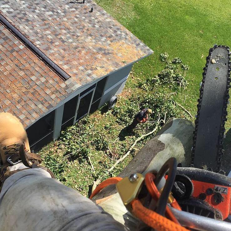 Tree trimming