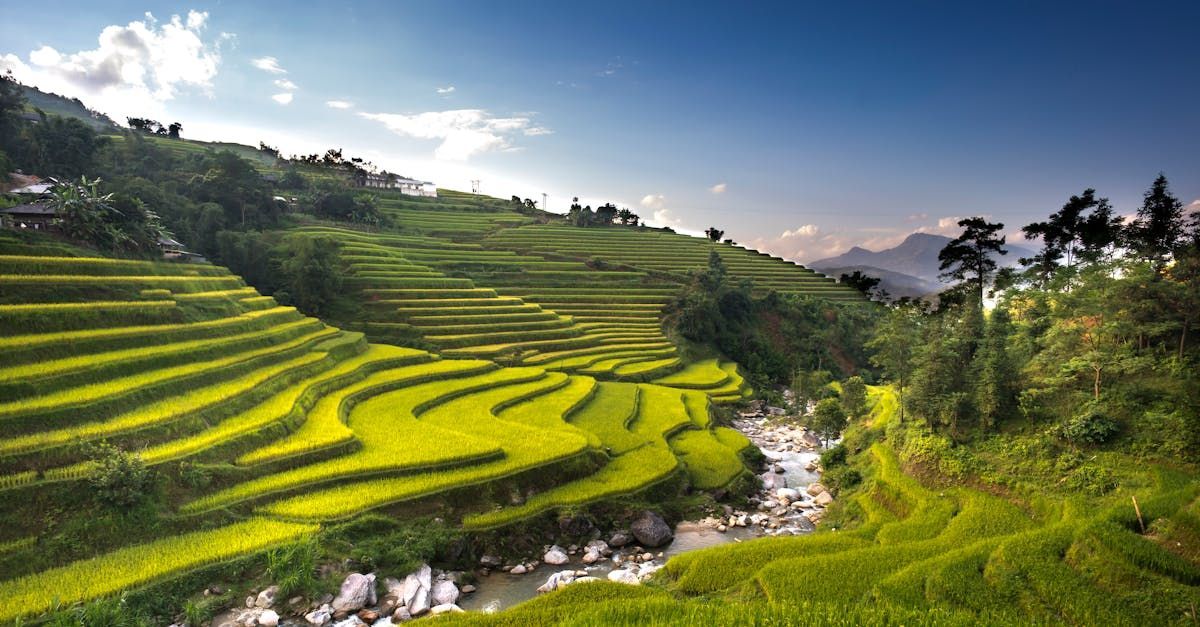Green terraced rice fields on a hillside, with a stream running through, under a blue sky in Asia.