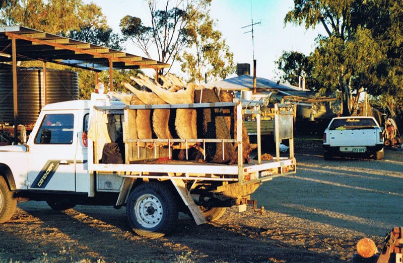 Duncans Pig Dog Collars Australia Best Protection For Your Mate