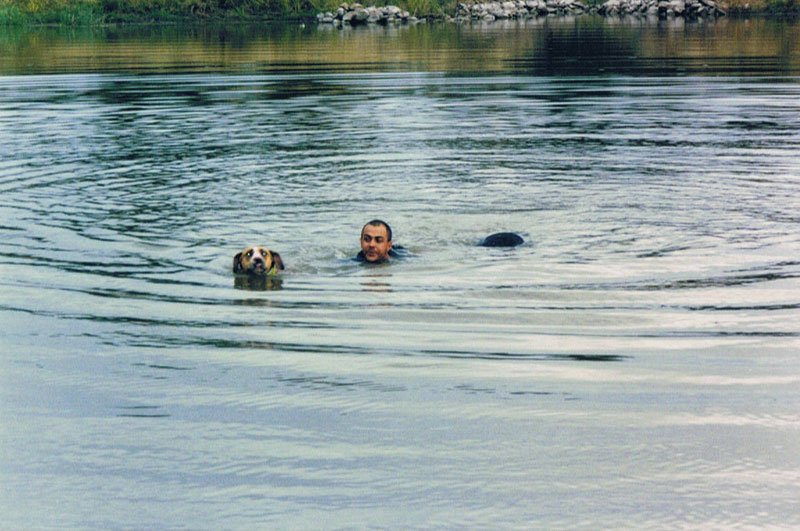 Duncans Pig Dog Collars Australia Best Protection For Your Mate