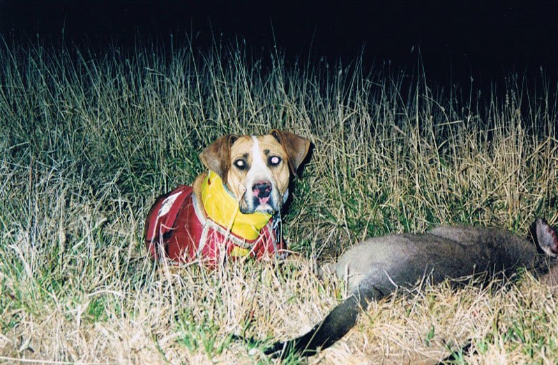 Duncans Pig Dog Collars Australia Best Protection For Your Mate