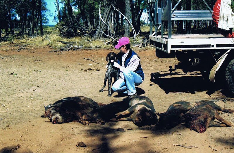 Duncans Pig Dog Collars Australia Best Protection For Your Mate