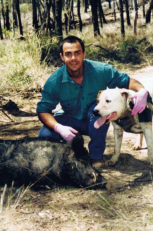 Duncans Pig Dog Collars Australia Best Protection For Your Mate