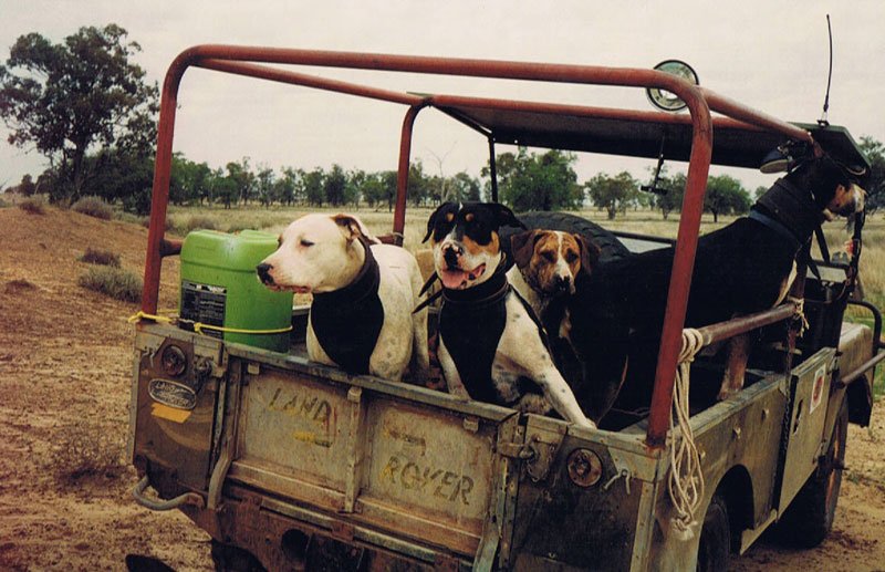 Duncans Pig Dog Collars Australia Best Protection For Your Mate