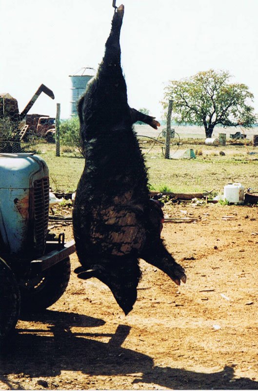 Duncans Pig Dog Collars Australia Best Protection For Your Mate