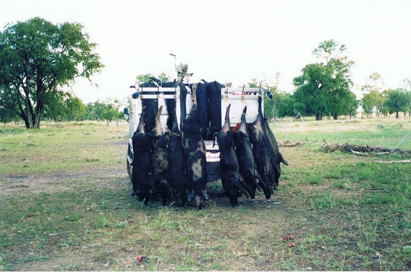 Duncans Pig Dog Collars Australia Best Protection For Your Mate