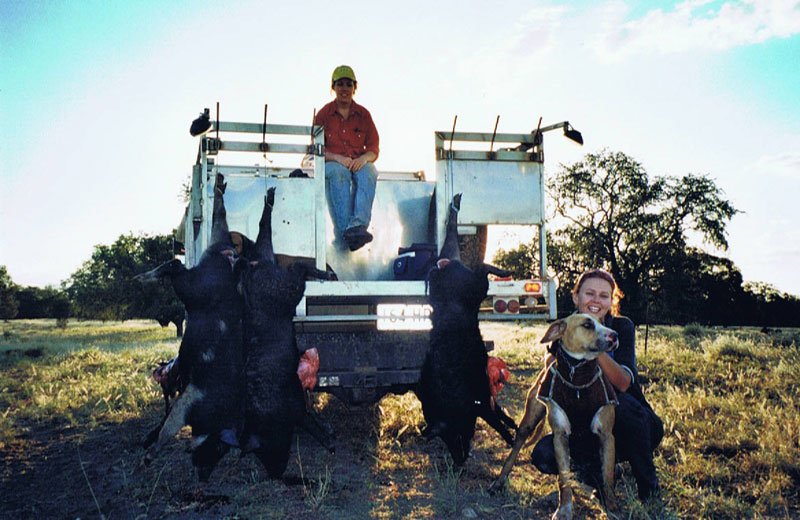 Duncans Pig Dog Collars Australia Best Protection For Your Mate