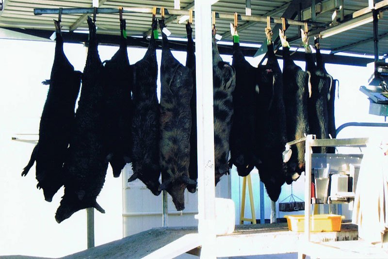 Duncans Pig Dog Collars Australia Best Protection For Your Mate