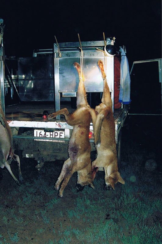 Duncans Pig Dog Collars Australia Best Protection For Your Mate