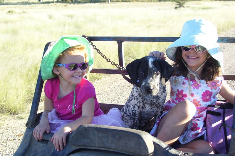 Duncans Pig Dog Collars Australia Best Protection For Your Mate