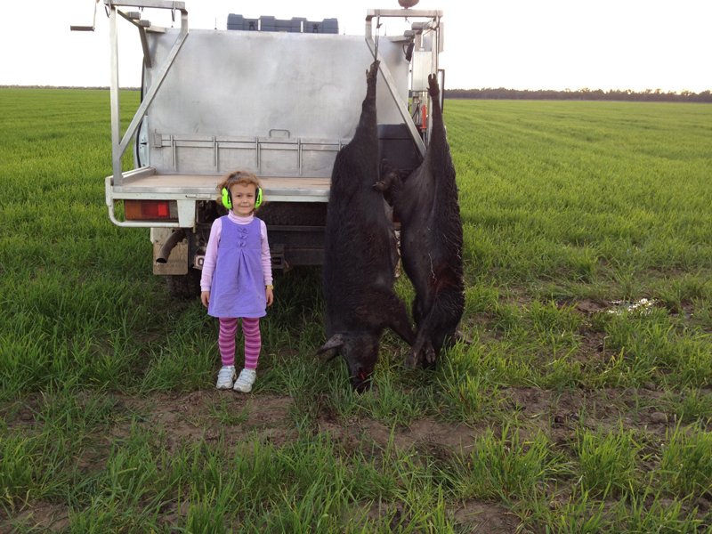 Duncans Pig Dog Collars Australia Best Protection For Your Mate