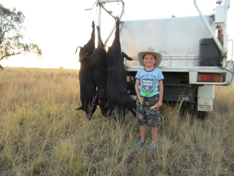 Duncans Pig Dog Collars Australia Best Protection For Your Mate