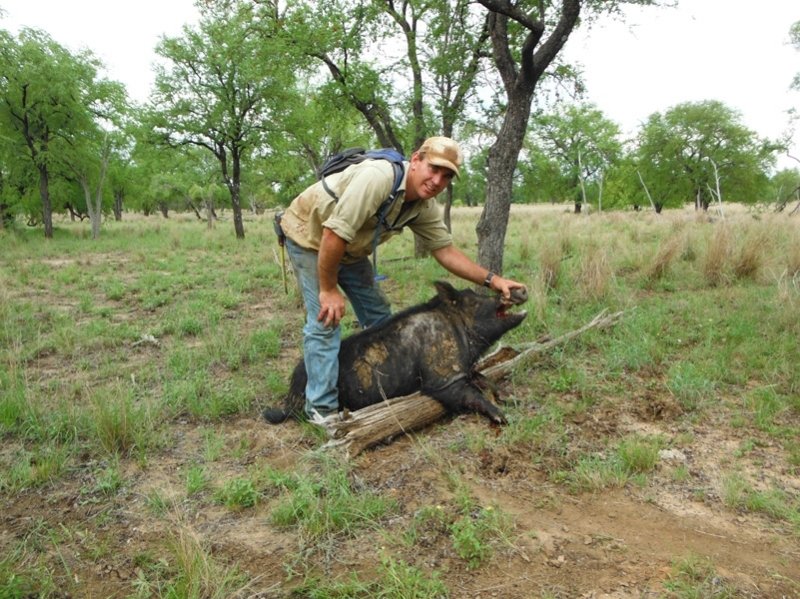 Duncans Pig Dog Collars Australia Best Protection For Your Mate