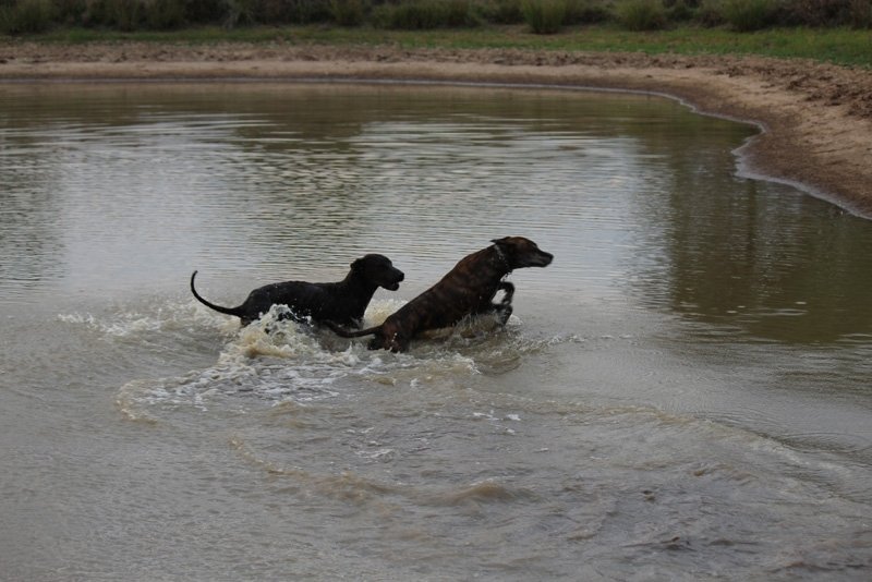 Duncans Pig Dog Collars Australia Best Protection For Your Mate