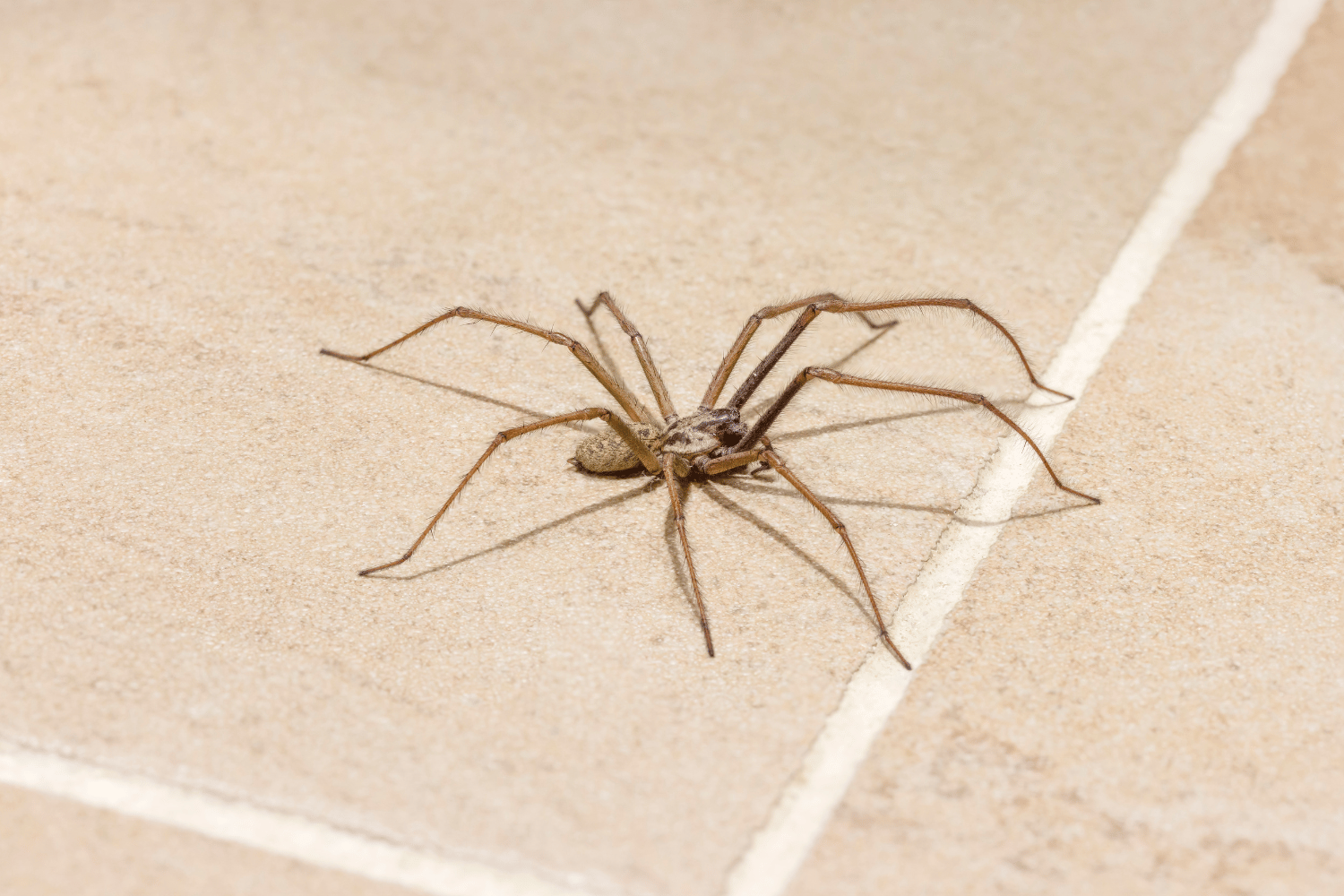 Spiders are just one of the many creepy crawlies