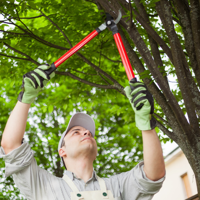 Gardener trimming tree branches with red loppers while wearing gloves under leafy canopy