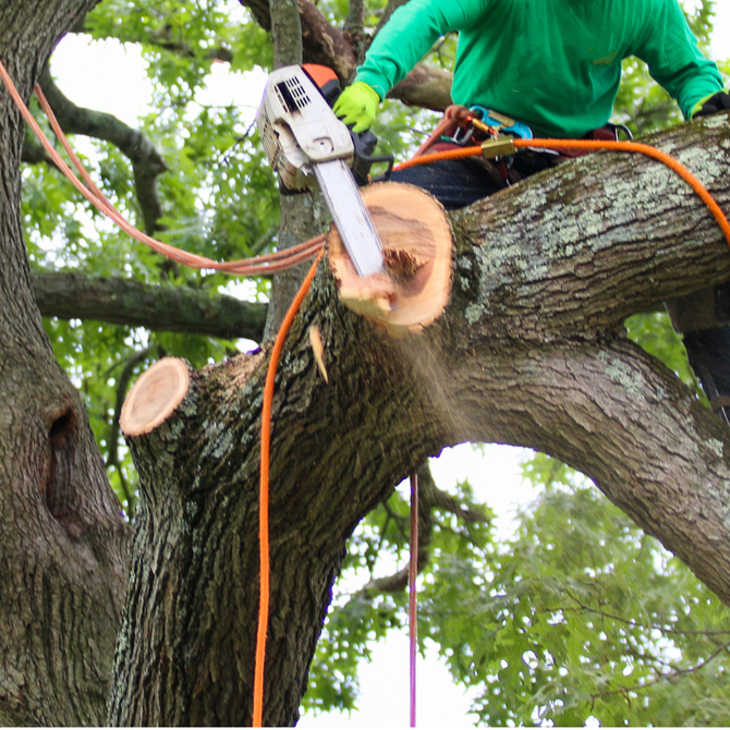 Person using a chainsaw to cut a large tree branch outdoors