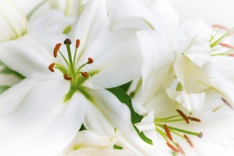Fiori per funerale