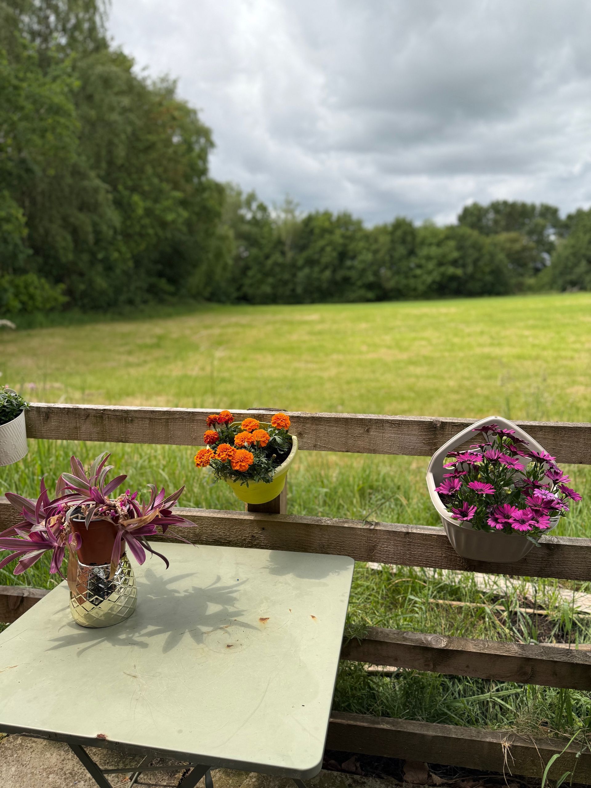 Flowers in pots on a wooden fence, overlooking a grassy field under a cloudy sky.