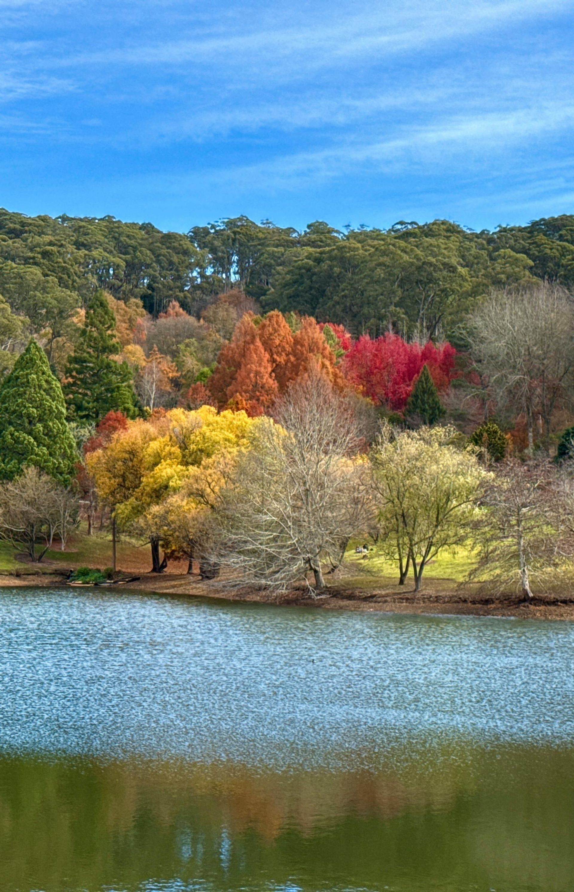 Autumn trees with vibrant red, orange, and yellow foliage line a lake; forest and blue sky in background.