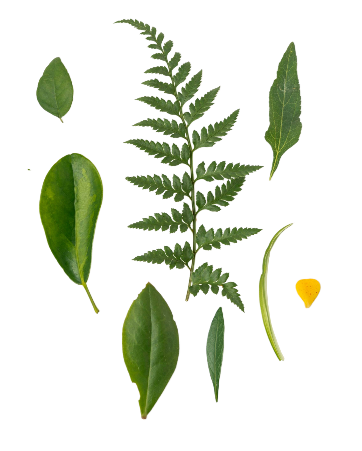 Plantlife Cutout