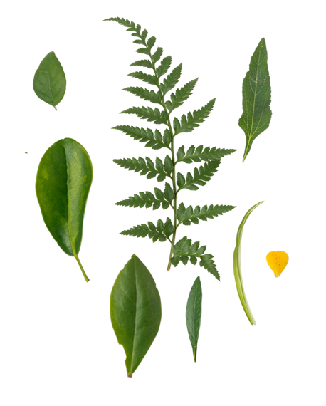 Plants Collage
