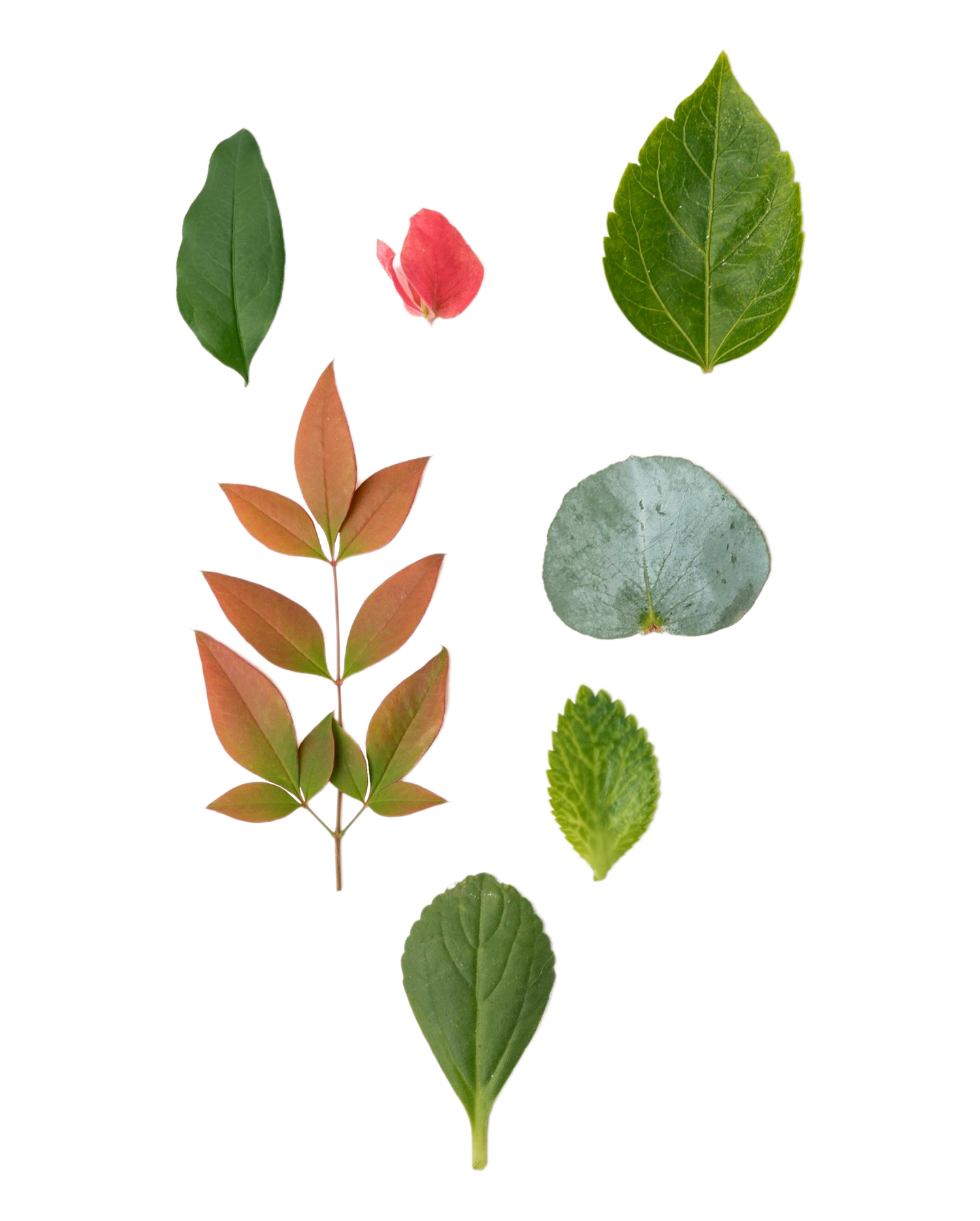 Plantlife Cutout
