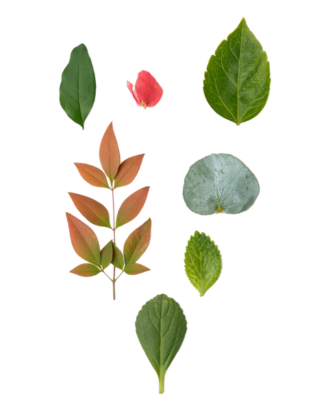Plants Collage
