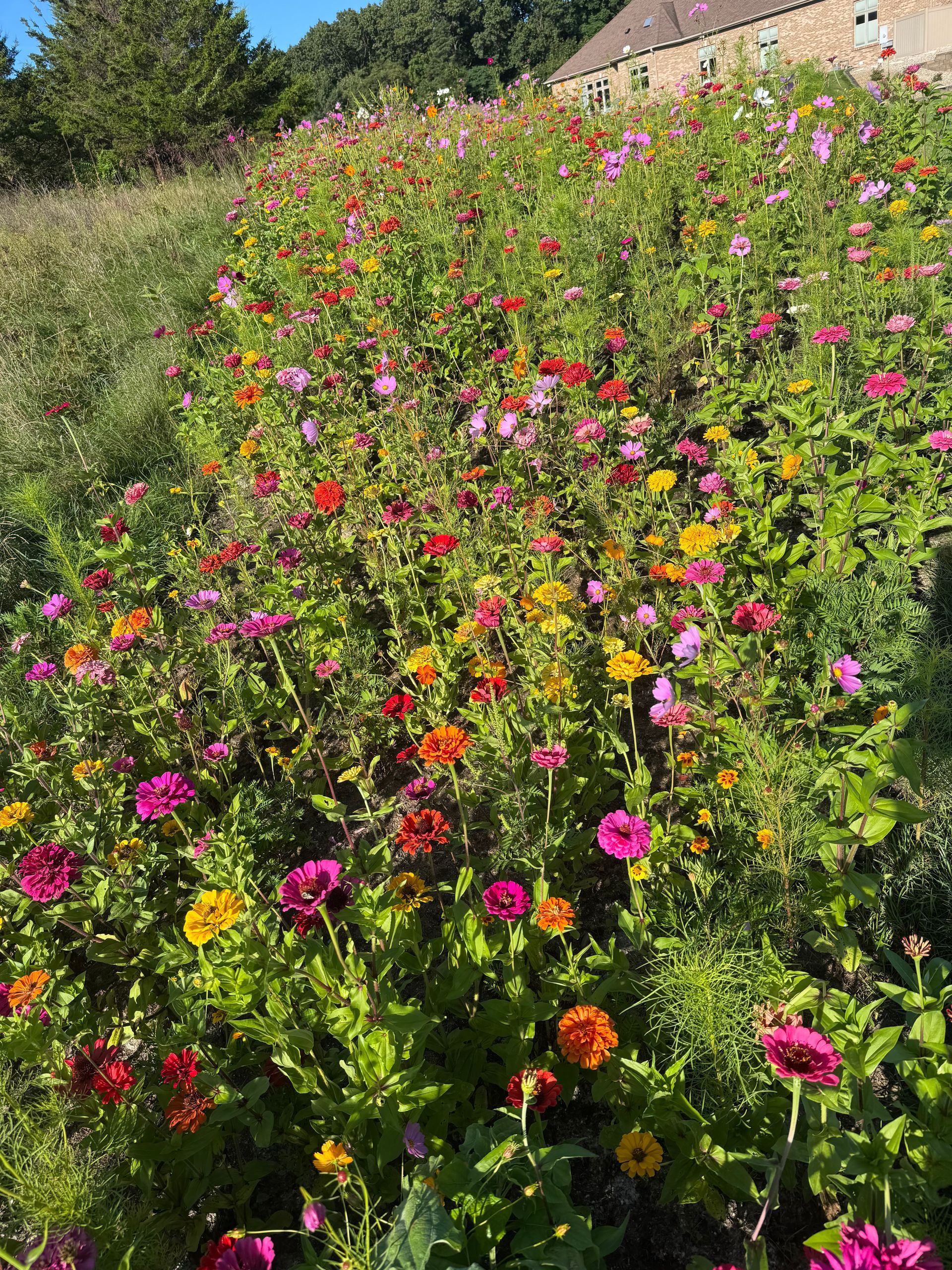 Vibrant field of colorful zinnias in bloom, with red, pink, orange, and yellow flowers.