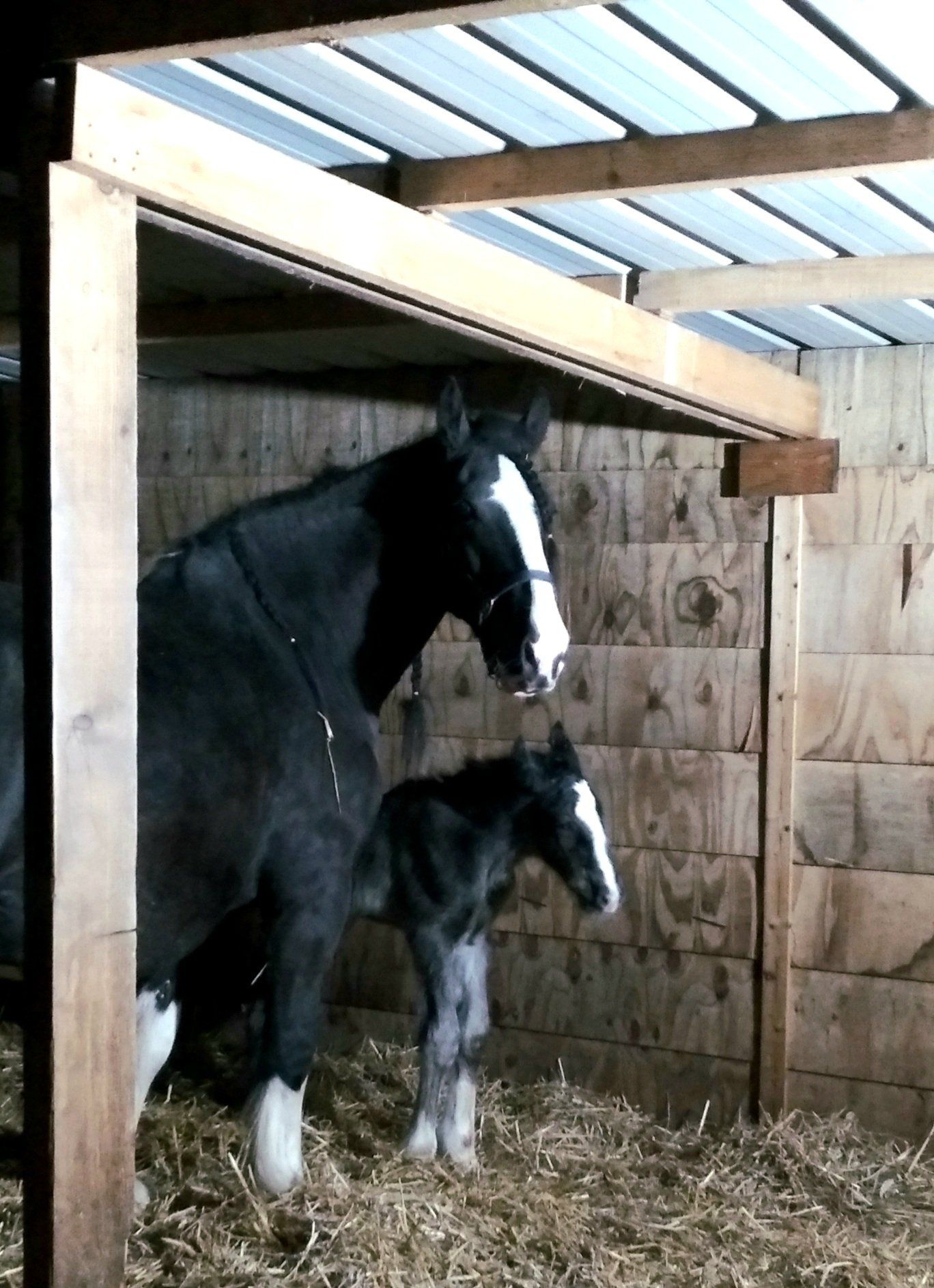 Een zwart paard met witte aftekeningen en een veulen in een houten stal.