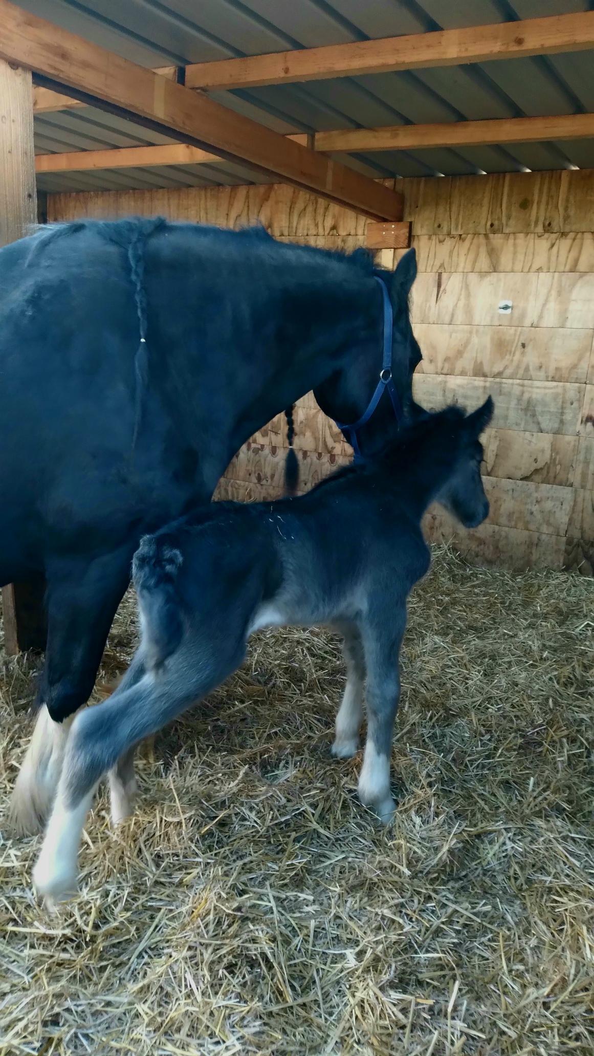 Zwart paard en veulen in een stal, het veulen staat dicht bij de moeder, beiden zijn donker van kleur. Hoog op de grond.