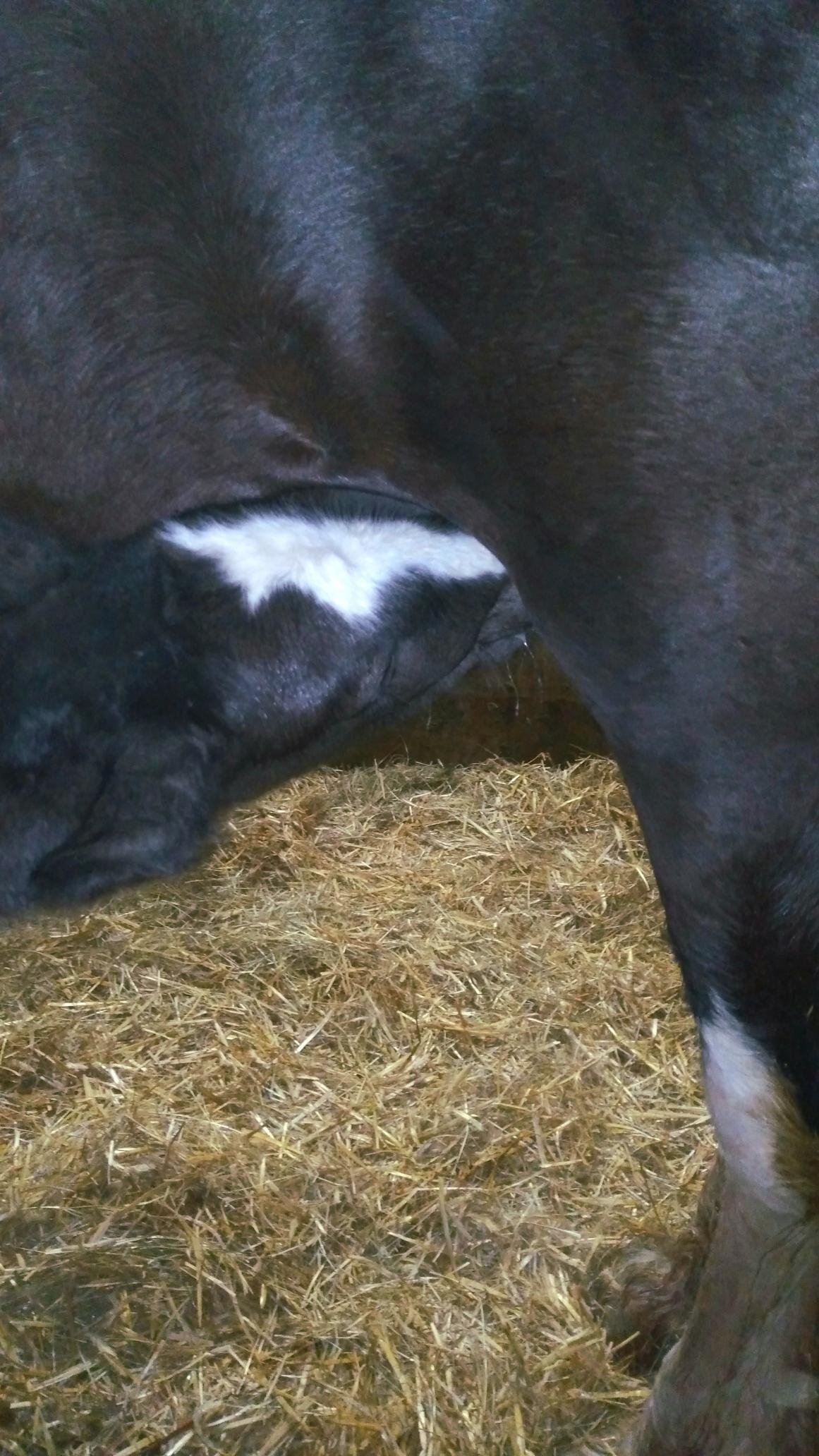 Een zwart paard met witte aftekeningen aan de zijkant, staand op stro.
