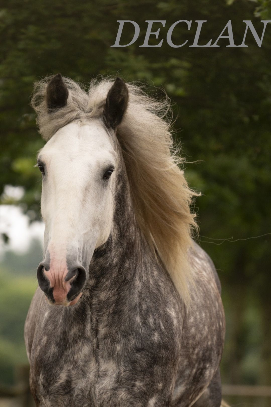 Een grijs paard genaamd Declan met een lichte manen, dat voor zich uit kijkt.