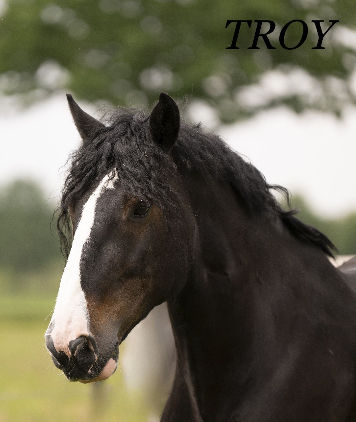 Donkerkleurig paard genaamd Troy met een witte bles op zijn gezicht, buiten.
