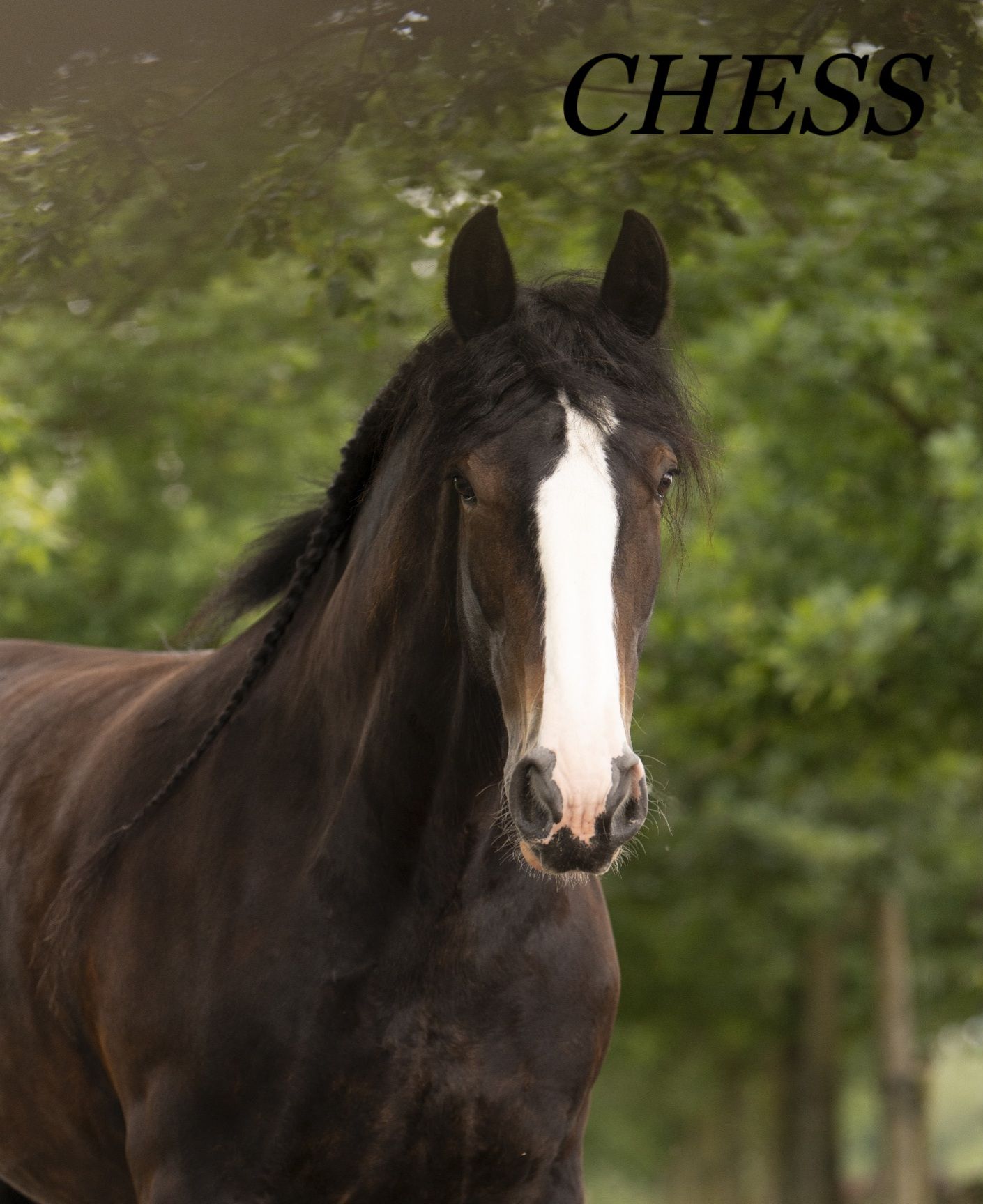 Donkerbruin paard met een witte bles, staand in de buitenlucht. Tekstoverlay met 