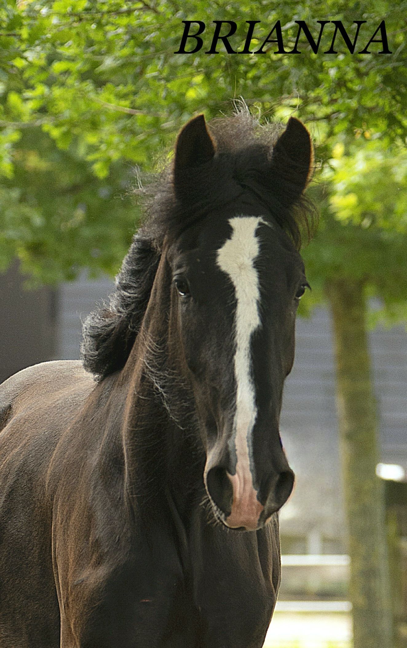 Zwart veulen met witte bles, staand in de buitenlucht tussen groen gebladerte.