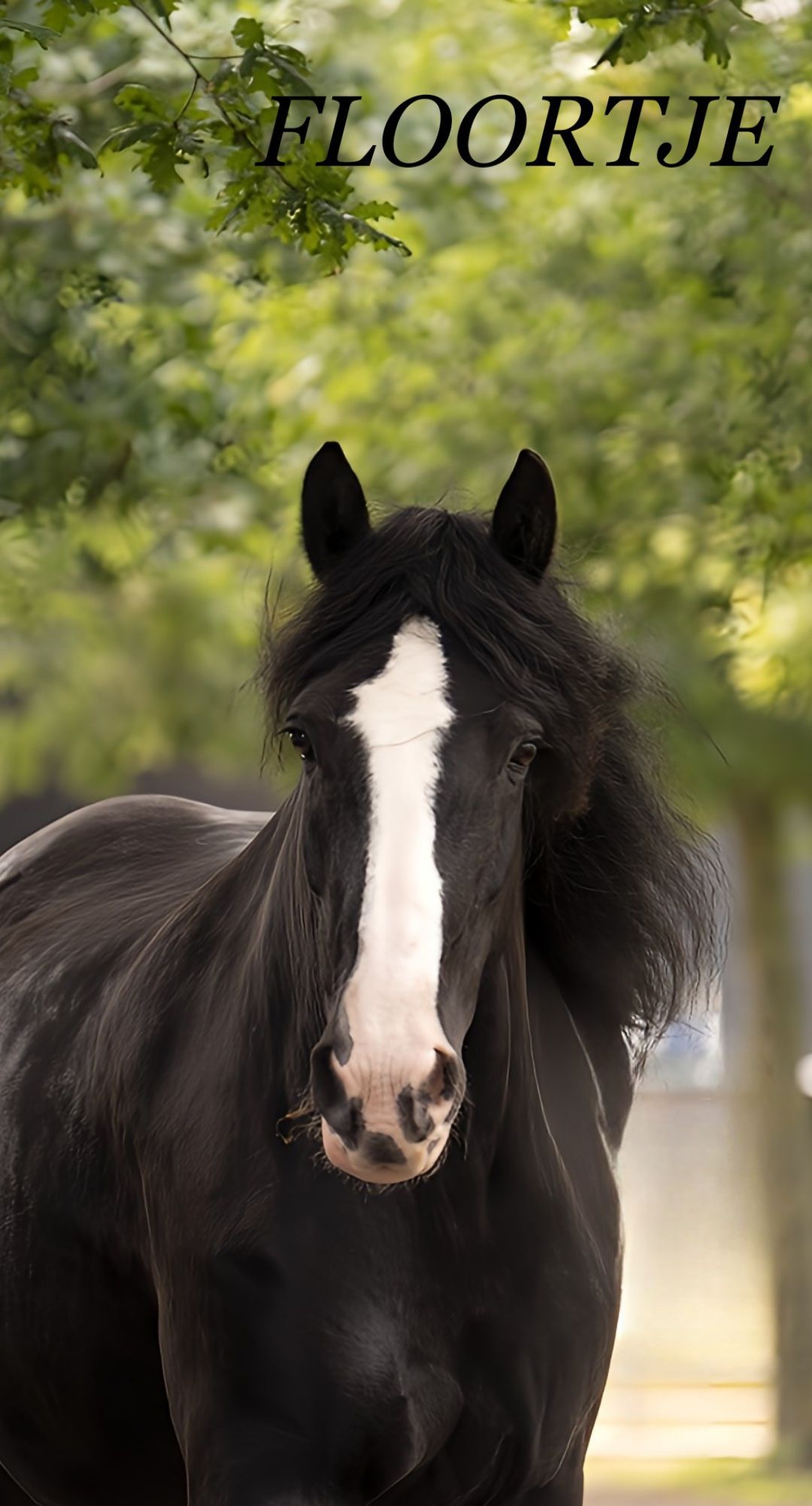 Zwart paard met witte bles, kijkend naar de camera, met de naam 