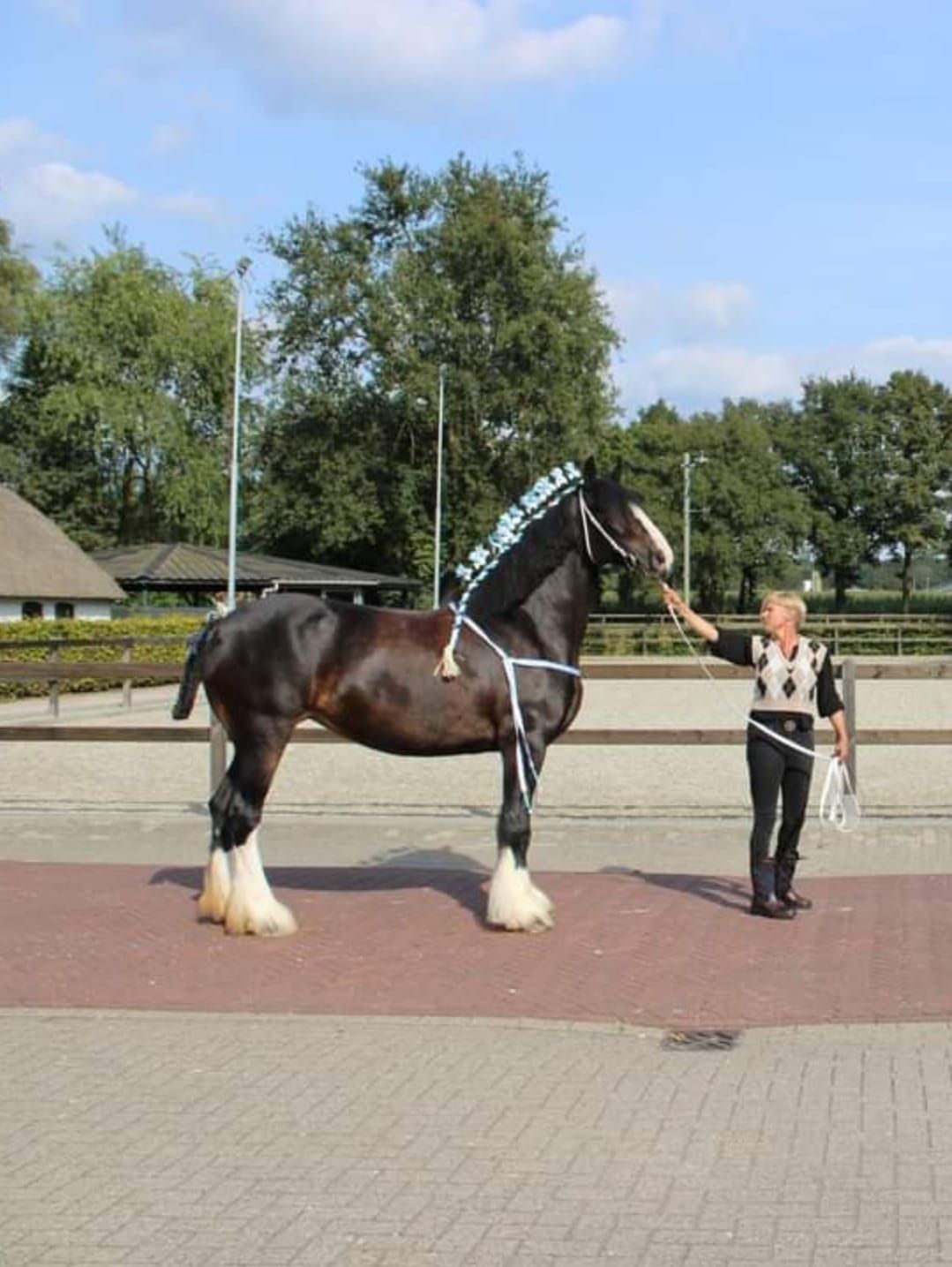 Zwart trekpaard met witte beenveren, vastgehouden door een persoon. Het paard heeft blauwe linten in zijn manen en staat op een baksteen.