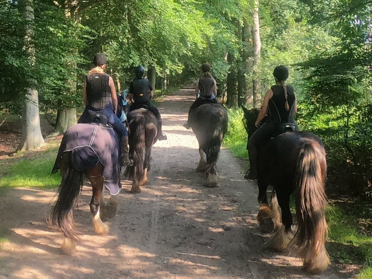 Mensen rijden te paard over een bospad; zonlicht filtert door de bomen.