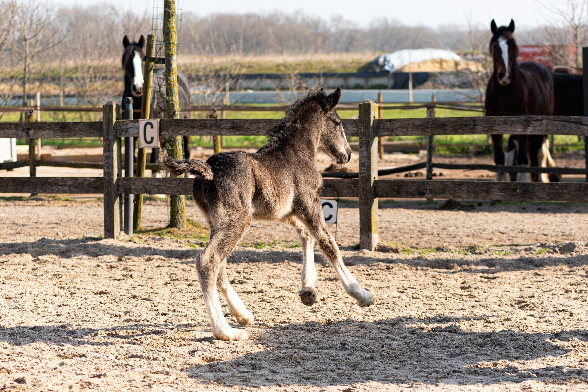 Een veulen dartelt in een zanderige omheining, twee paarden kijken toe vanaf het hek.