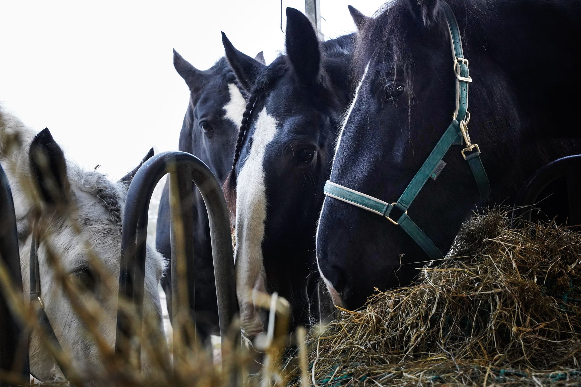 Shires alt=
