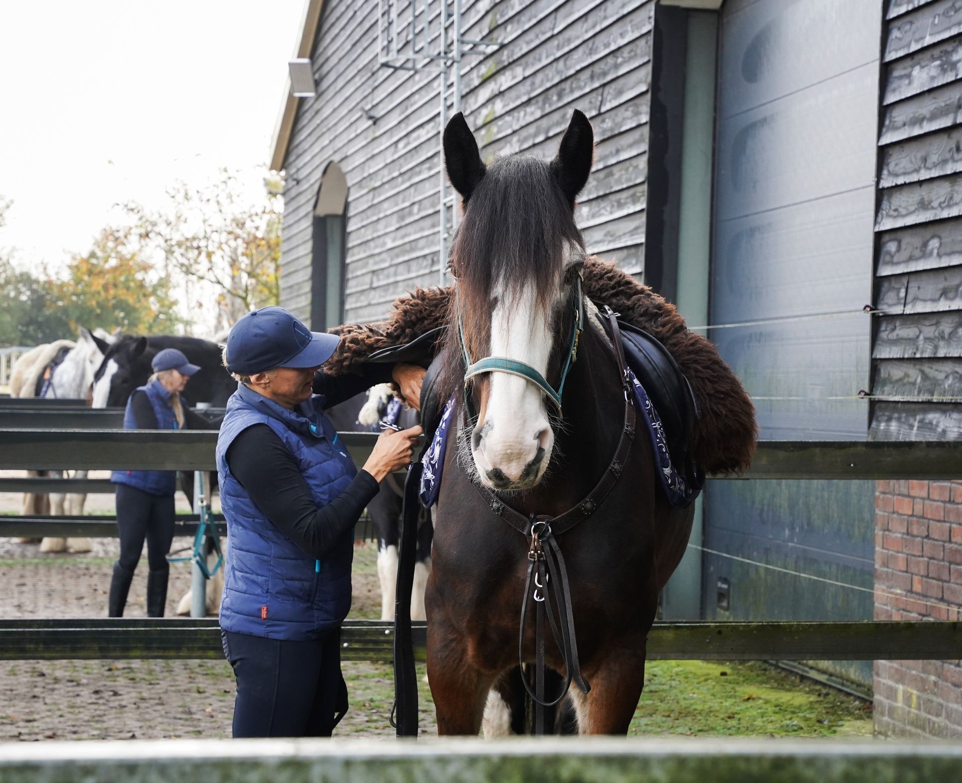 Vrouw die het zadel van een donker paard rechtzet; op de achtergrond is een stal te zien.