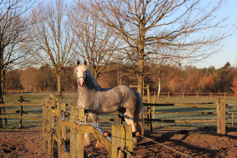 Een grijs paard staat achter een houten hek, in een veld met bomen op de achtergrond.