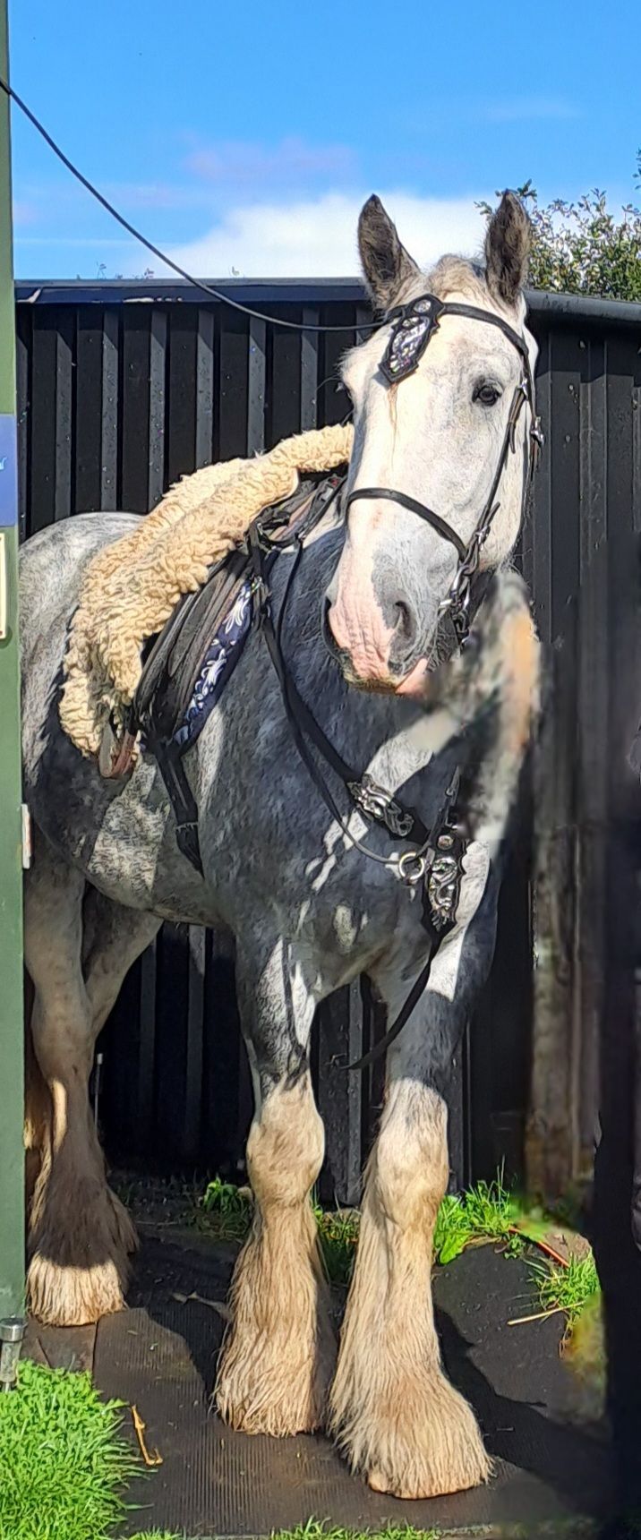 Op een zonnige dag staat een grijs-wit paard met hoofdstel en zadel voor een zwart hek.